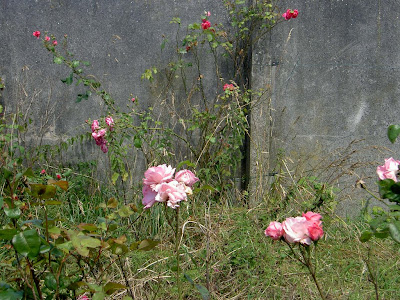http://lh4.ggpht.com/_FA70qgcwk5M/SlzV0jBFlxI/AAAAAAAAAuw/bH7tz7AEZC8/s400/PICT0860.JPG